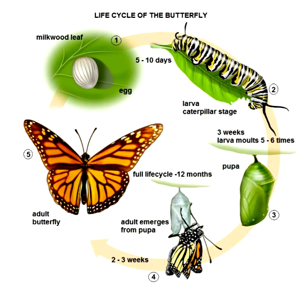 You should spend about 20 minutes on this task. The diagram below shows ...