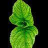 Profile photo of Domi