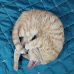 Profile photo of Toilet Skibidi