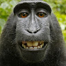 Profile photo of Hai Lê