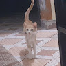 Profile photo of An Chu