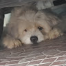 Profile photo of Thànhh