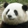 Profile photo of Hồng Khoa