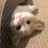 Minh Anh