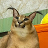 Profile photo of Toàn