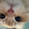 Profile photo of Nhi