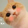 Profile photo of Mỹ An