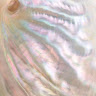 Profile photo of Trang Nguyễn