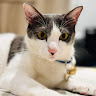 Profile photo of Chú Mèo tên Tí