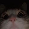 Profile photo of _ Tuoc