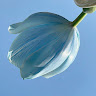Profile photo of Duong Truong