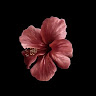 Profile photo of Linh Trịnh