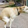 Profile photo of N Hungdeptrai