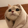 Profile photo of Phan Chi