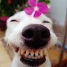 Profile photo of Dài