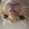 Profile photo of sento