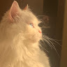 Profile photo of kim shairmair