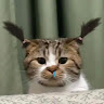 Profile photo of Cat Tuong