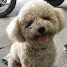 Profile photo of Minh LH