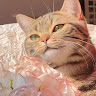 Profile photo of Anhh Hong