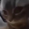 Profile photo of Chipi chipi chapa chapa
