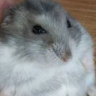 Profile photo of HNam Nqo