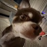 Profile photo of Xuan Vy