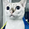 Profile photo of Luong Oanh