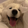 Profile photo of looking forward