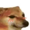 Profile photo of Meh