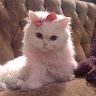 Profile photo of linh pham
