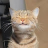 Profile photo of Phan Anh