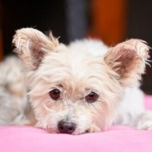 Profile photo of Ivyyyy Chann