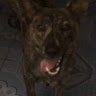 Profile photo of Tú